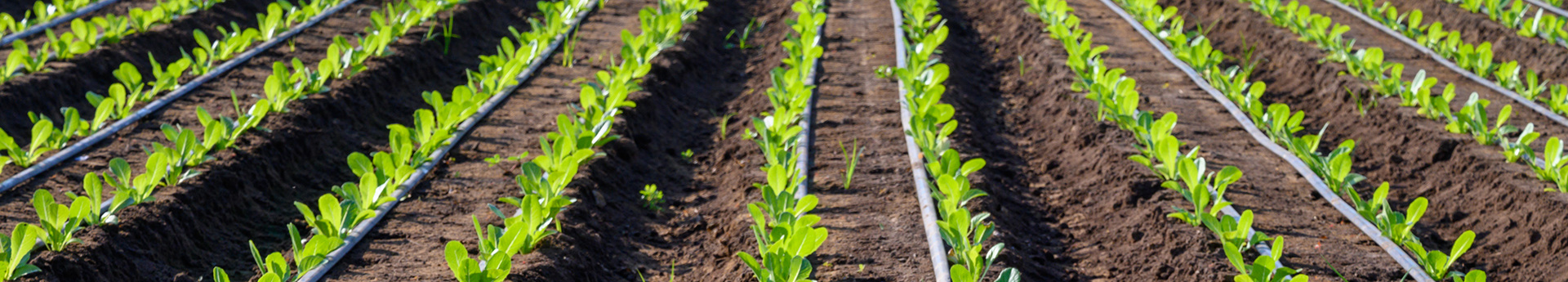 vegetable planting rows